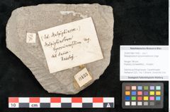 Foto (Objekt + Etikett) von Malpighiastrum byrsonimaefolium Unger (NHMW-GEO-2024-0188-11433)